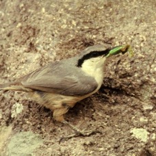 NUTHATCH.   ROCK.              with food.JPG