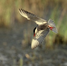 TERN...      WHISKERED. .about to dive.JPG